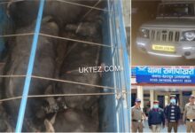 Ranipokhari police of Dehradun rescued 5 live buffaloes being transported cruelly