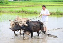 CM Dhami planted paddy in Khatima, paid tribute to the hard work of the farmers