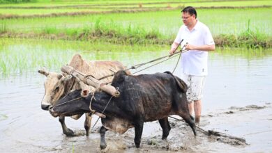CM Dhami planted paddy in Khatima, paid tribute to the hard work of the farmers