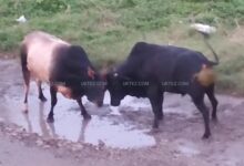 Bull fight near Premnagar Railway Crossing,Doiwala.
