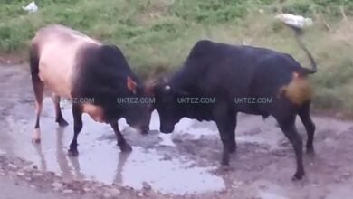 Bull fight near Premnagar Railway Crossing,Doiwala.