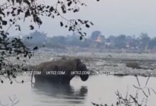 File Pic- Elephant in Doiwala Area