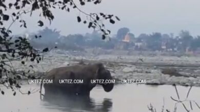 File Pic- Elephant in Doiwala Area
