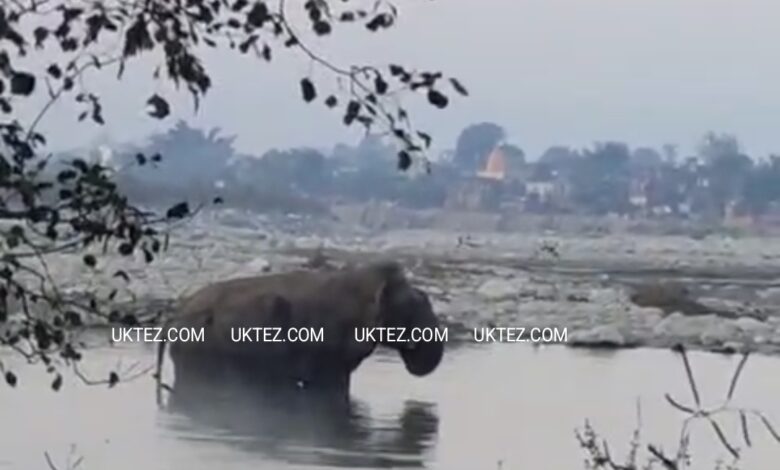 File Pic- Elephant in Doiwala Area