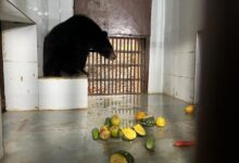 Forest Minister Subodh Uniyal Inaugurates New Enclosure for ‘Himalayan Black Bear’