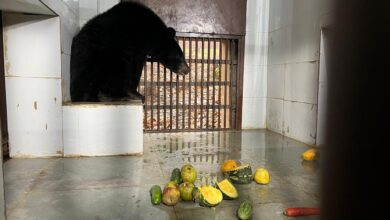 Forest Minister Subodh Uniyal Inaugurates New Enclosure for ‘Himalayan Black Bear’